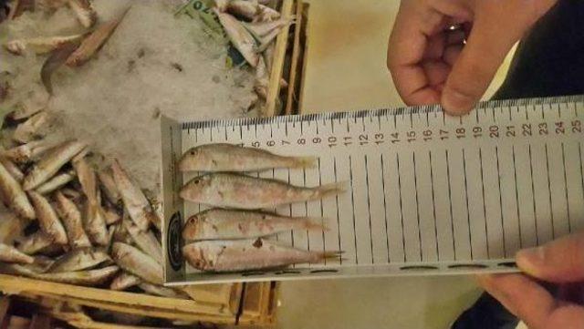 Denizlerimizde &Uuml;rk&uuml;ten Tablo; Av Boyutuna Ulaşmadan Avlanan 10 Ton Balığa El Konuldu 2