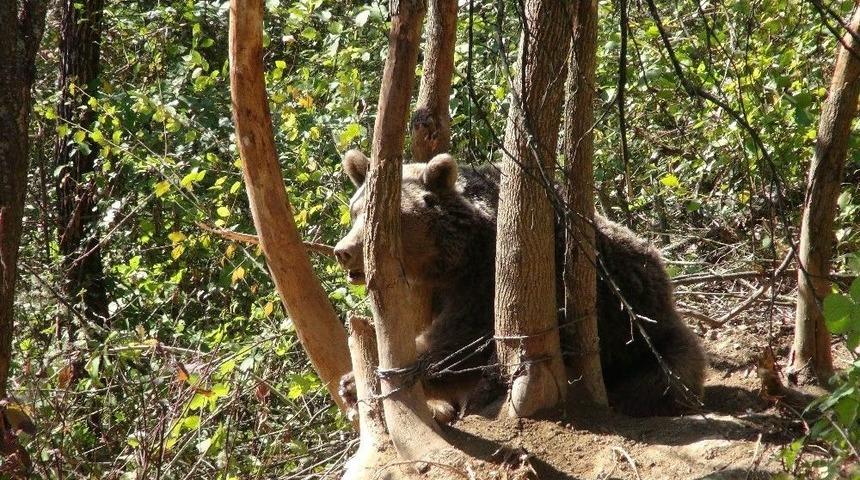 Karab&uuml;k&rsquo;te Dikenli Tellere Takılan Ayı Kurtarıldı