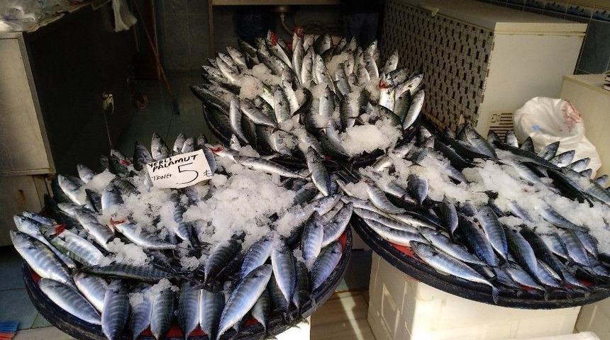 Lapseki&rsquo;de Palamut Tane 5 Lira, 3 Tane 10 Liradan Satıldı