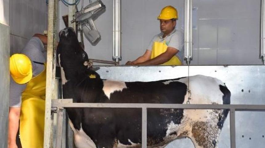 &Ccedil;orlu Mezbahasında 'sersemleterek' Kesim Başladı