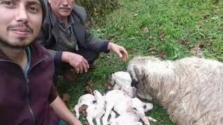 Ordu’da Bir Koyun Beşiz Doğurdu