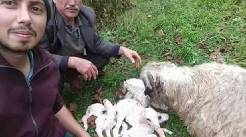 Ordu’da Bir Koyun Beşiz Doğurdu
