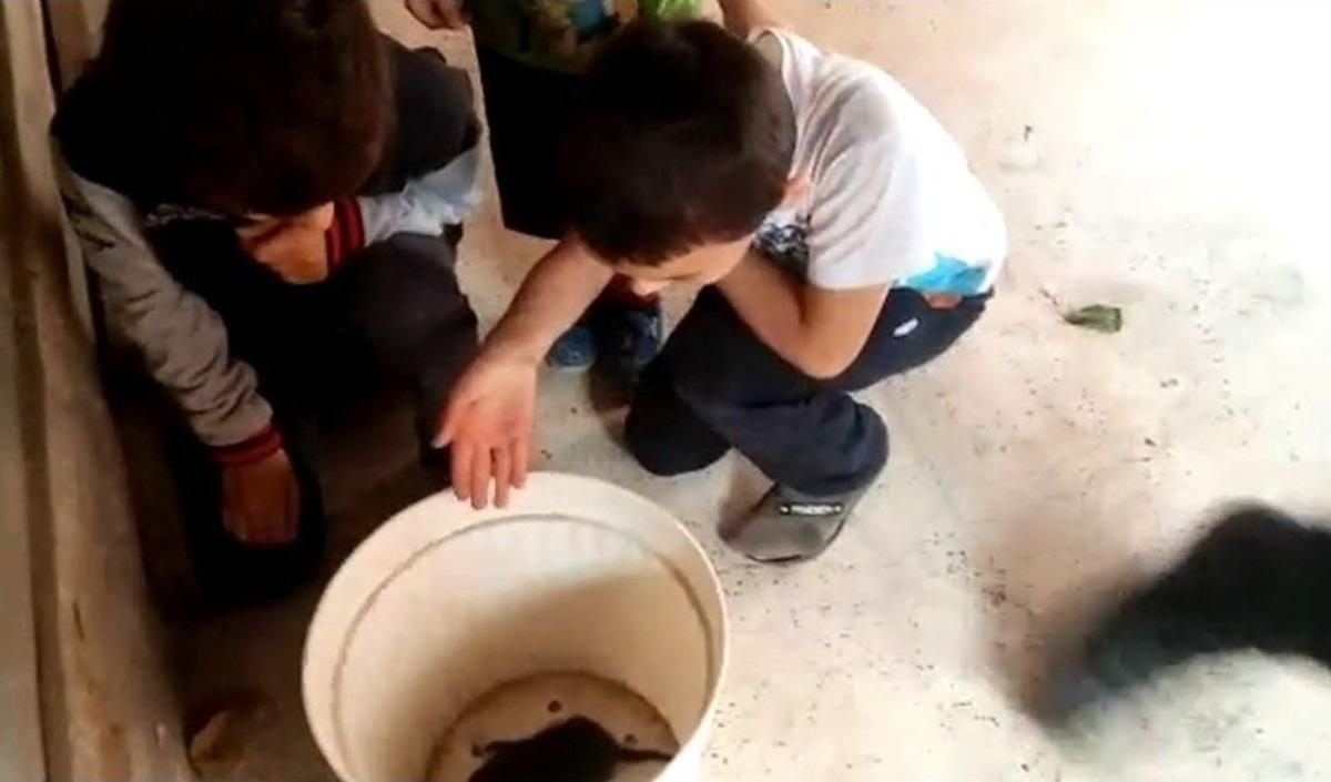 Otomobilin Motorunda D&uuml;nyaya Gelen Yavru Kediler Kurtarıldı