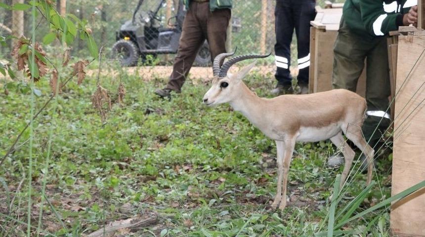 Doğal Yaşam Parkı’nın Nüfusu Artıyor