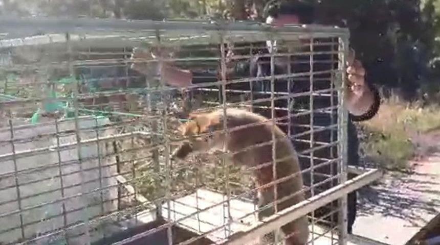 Yaralı Tilkiye Şefkat Eli