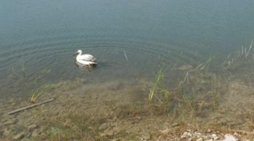 Yaralı Bulunan Pelikan, Doğaya Bırakıldı