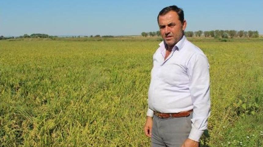 Çeltikte Rekolte Beklentisi Yüksek