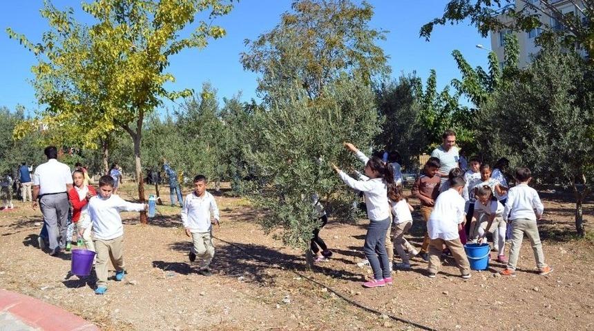 Didimli &Ouml;ğrenciler Diktikleri Zeytinlerin &Uuml;r&uuml;nlerini Kendileri Topladı