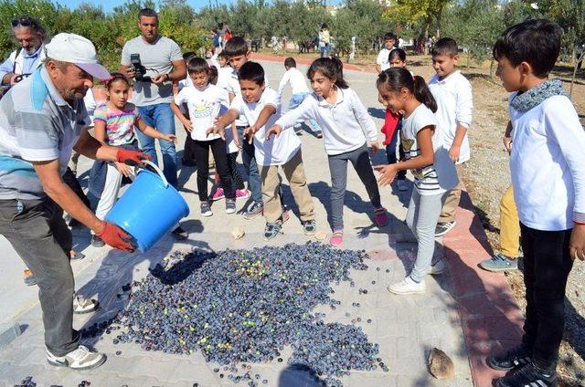 Didimli Öğrenciler Diktikleri Zeytinlerin Ürünlerini Kendileri Topladı