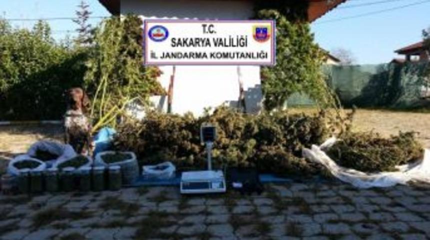 Sakarya&rsquo;da 70 Kilogram Kubar Esrar Ele Ge&ccedil;irildi