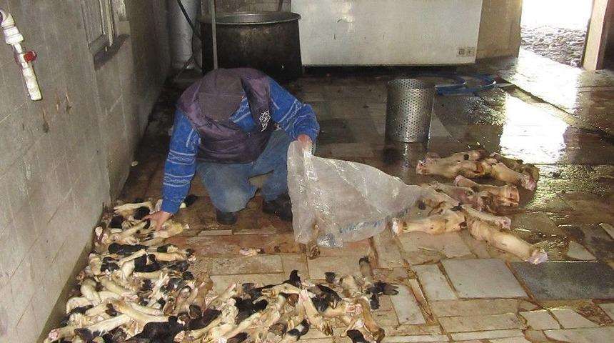 Merdivenaltı S&uuml;t &Uuml;r&uuml;nleri Ve Sakatatlar Belediye Denetimine Takıldı