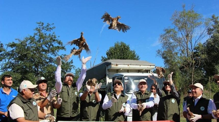 Samsun&rsquo;da Bin S&uuml;l&uuml;n Doğaya Salındı
