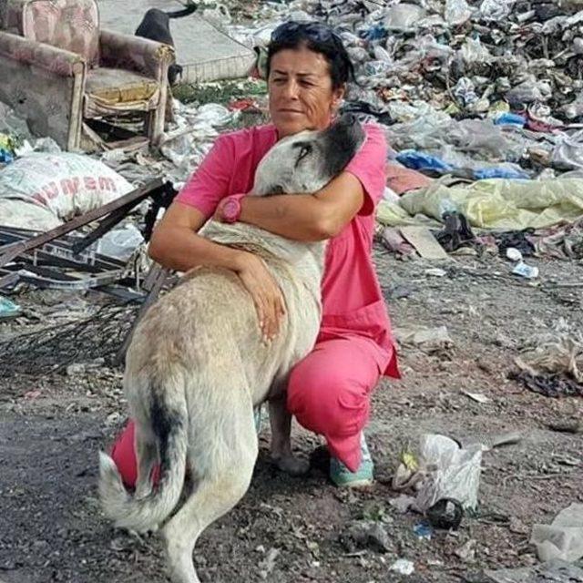 Muğla'da Köpek Katliamı 