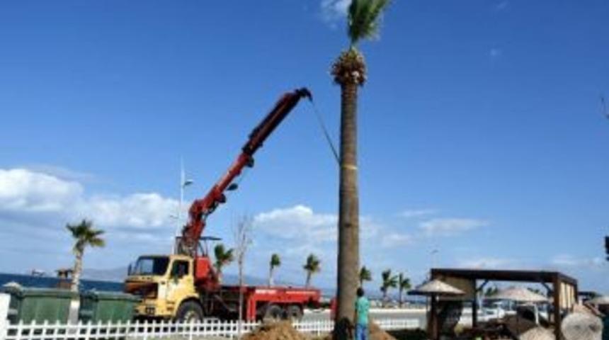 Aliağa&rsquo;nın Dev Sembol Palmiyeleri Ağapark&rsquo;ta Hayat Buldu