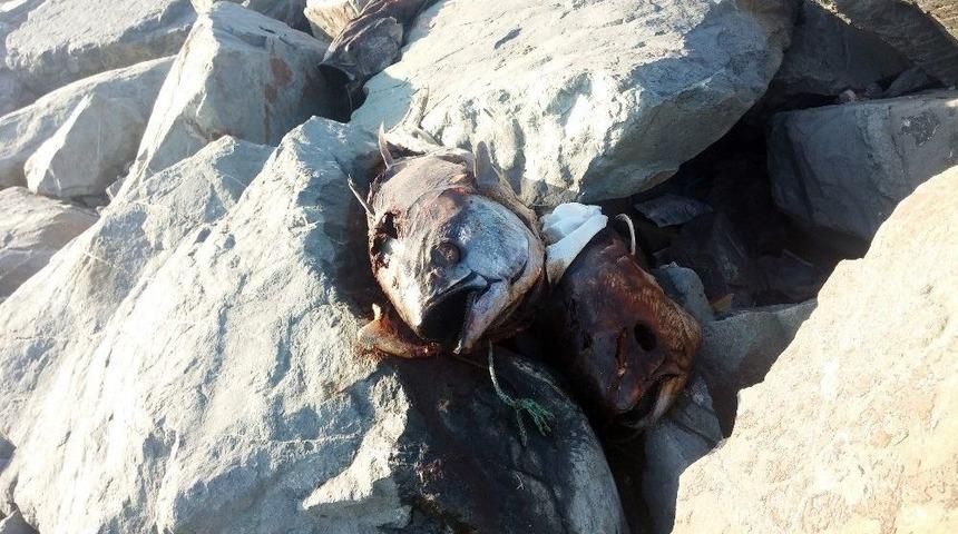 G&uuml;rpınar Sahilinde Kilolarca Ağırlığında Beş Orkinos Balığı Bulundu