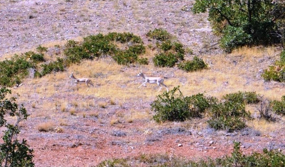 Malatya&rsquo;da Ceylan &Uuml;retim İstasyonu İlgi G&ouml;r&uuml;yor