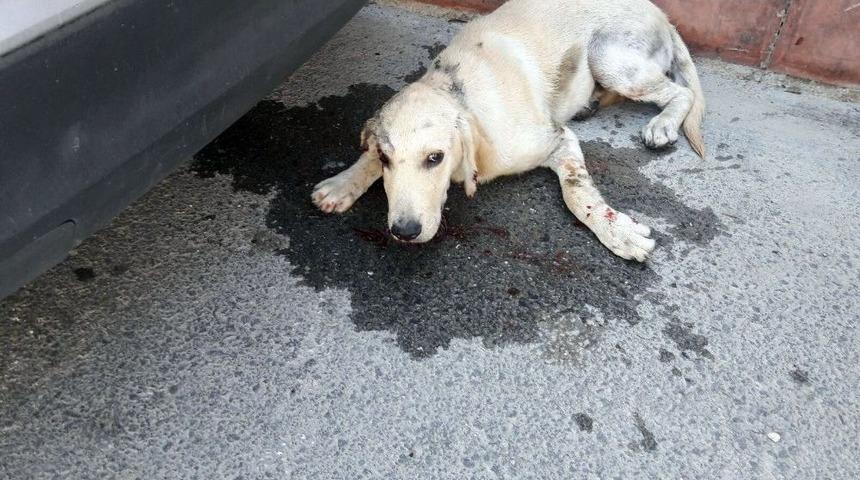 (&ouml;zel Haber) Hatay&rsquo;da K&ouml;peğe Şiddet Dehşeti