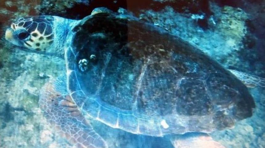 Yeşil Kaplumbağalar Deniz Dibini &Ccedil;&ouml;lleştirdi