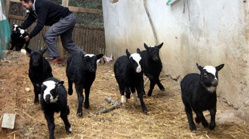 Kuzulara, İneklere De E Re&ccedil;ete Geliyor