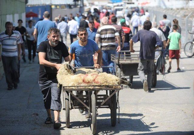 Kuzulara, İneklere De E Reçete Geliyor