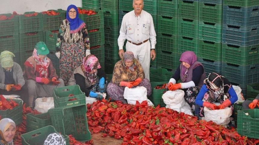 İneg&ouml;l&rsquo;den Hollanda&rsquo;ya 700 Ton Sal&ccedil;a İhracatı