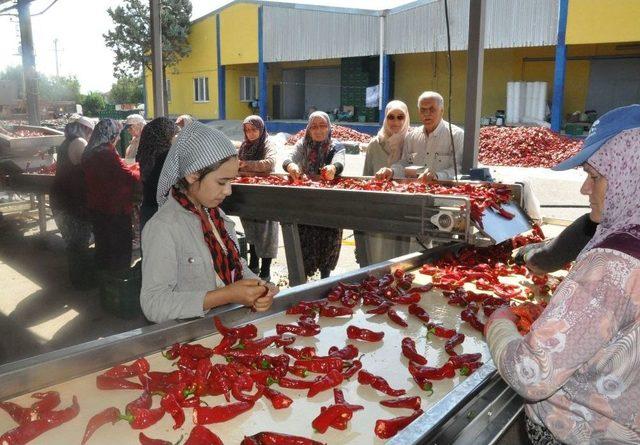 İnegöl’den Hollanda’ya 700 Ton Salça İhracatı