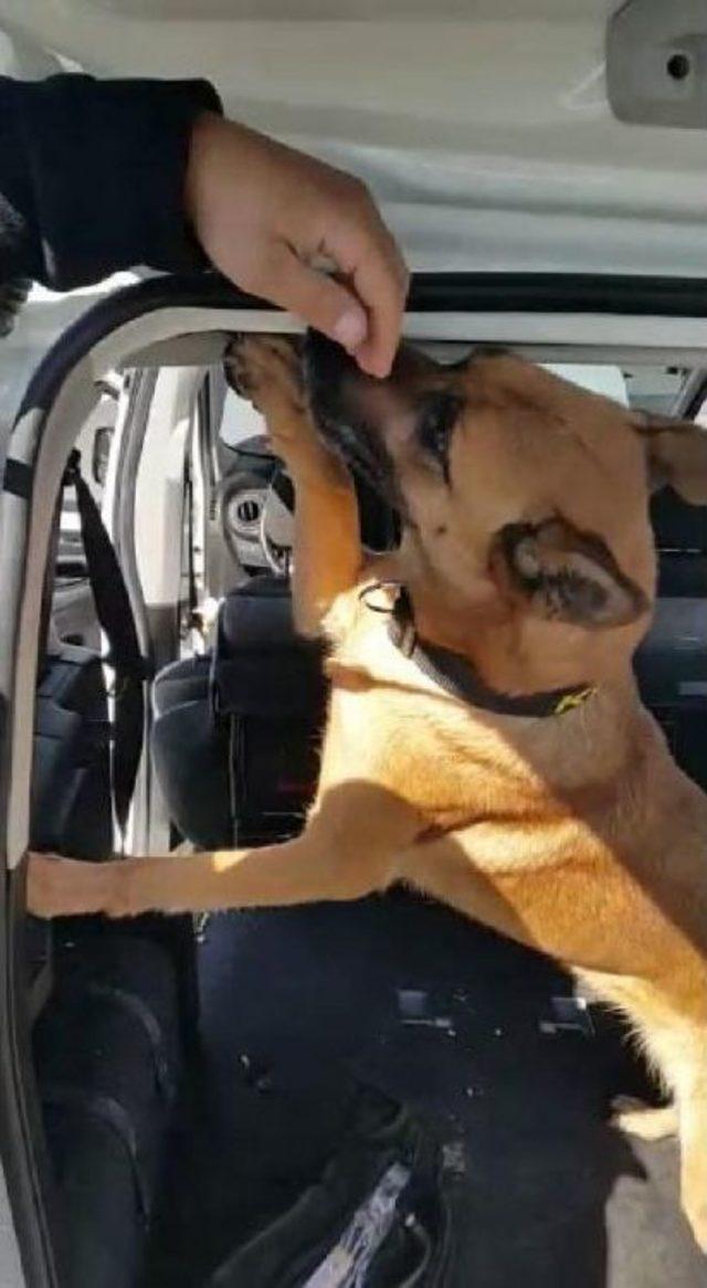 Otomobildeki Uyuşturucuyu Narkotik K&ouml;peği  leydi  Buldu 1