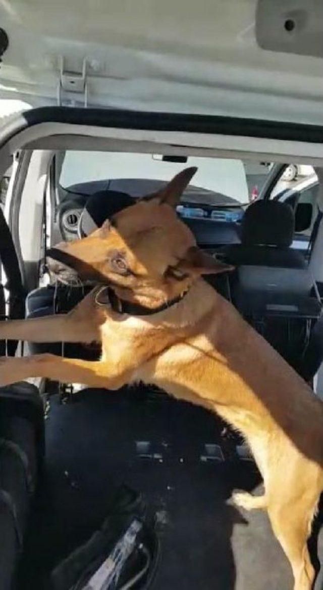 Otomobildeki Uyuşturucuyu Narkotik K&ouml;peği  leydi  Buldu 2