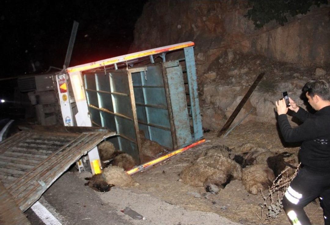 Hayvan Y&uuml;kl&uuml; Kamyon Devrildi: 1 Yaralı