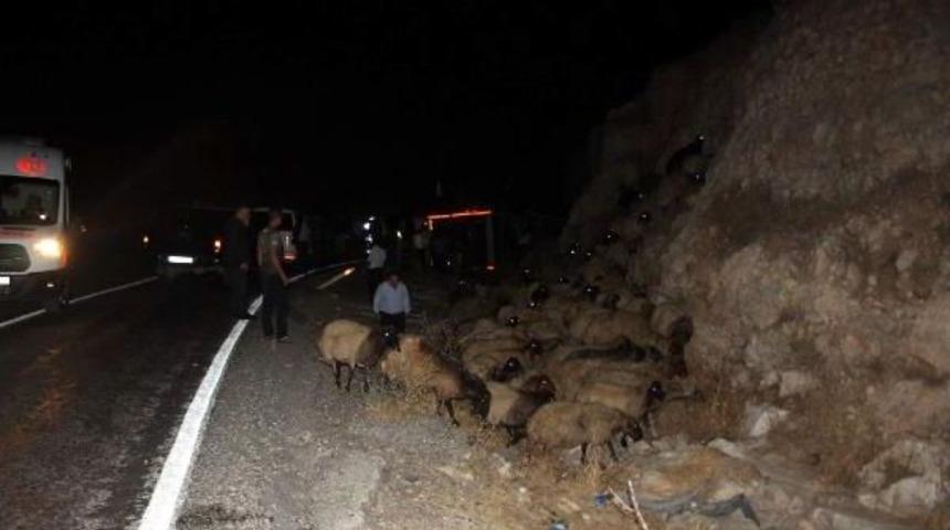 Devrilen Kamyondaki 250 Koyun Telef Oldu