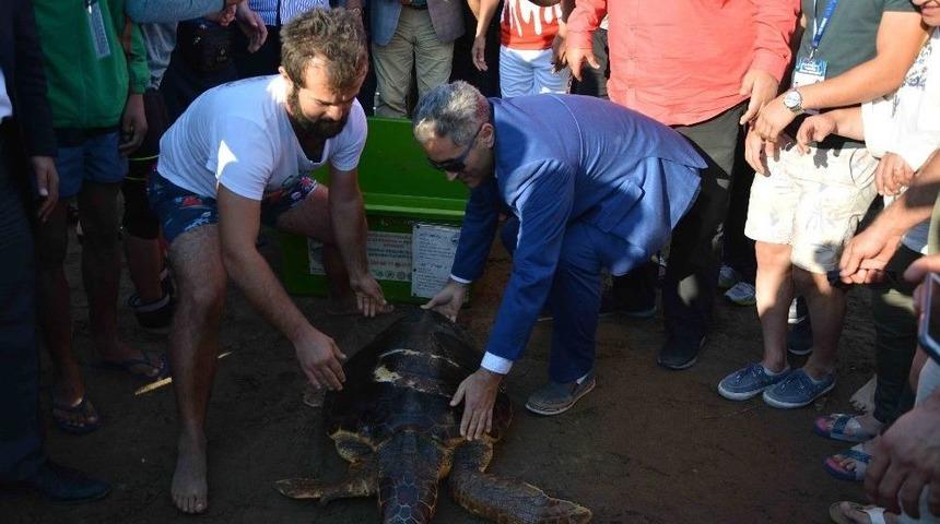 Tedavisi Tamamlanan Caretta Caretta Denize Bırakıldı