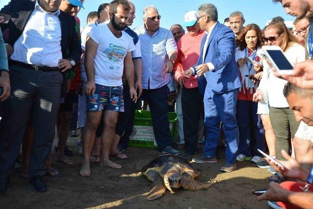 Tedavisi Tamamlanan Caretta Caretta Denize Bırakıldı