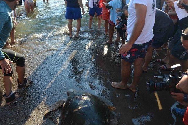 Tedavisi Tamamlanan Caretta Caretta Denize Bırakıldı