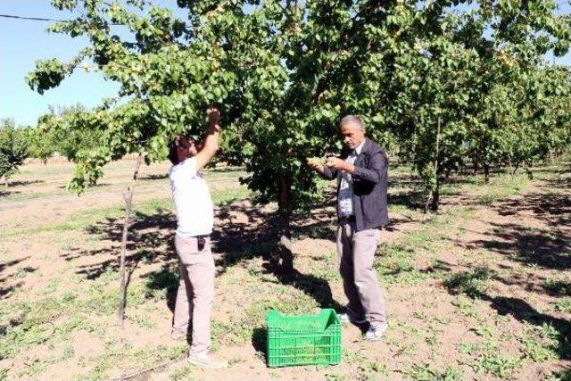 Erzincan'da Eylülde Kayısı Üretimi