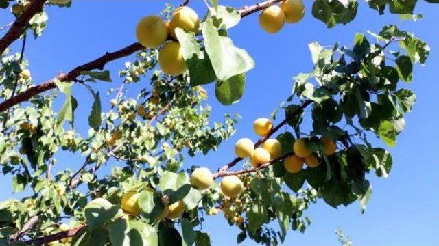 Erzincan'da Eylülde Kayısı Üretimi