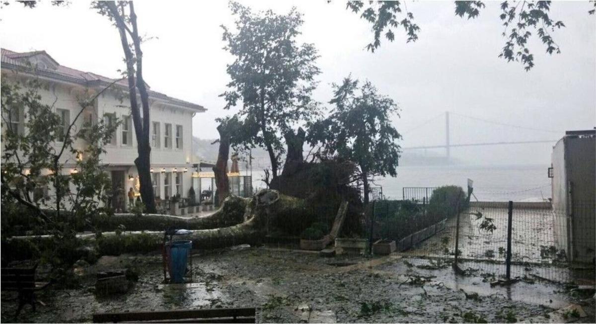 180 Yaşındaki Tarihi &Ccedil;ınar Toprağa Tutunmaya &Ccedil;alışıyor