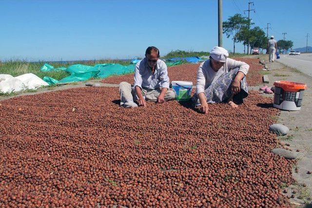 Yollar Ve Kaldırımlar Fındık Harmanı Oldu 1