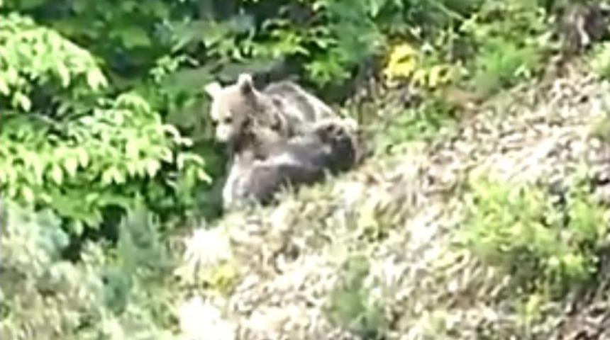 Yavru Ayıların Oyunu Vatandaşın Kadrajına Takıldı
