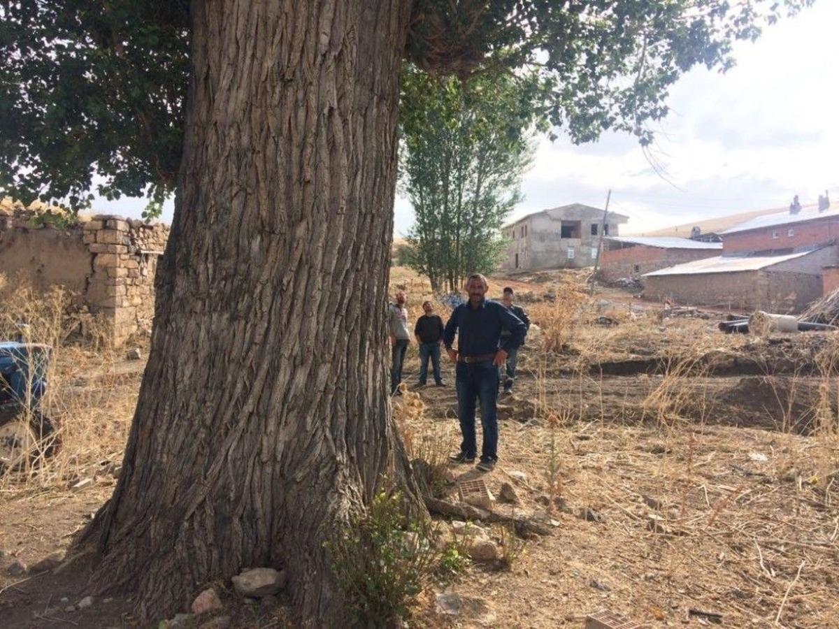 300 Yıllık Kavak Ağacı G&ouml;renleri Şaşırtıyor