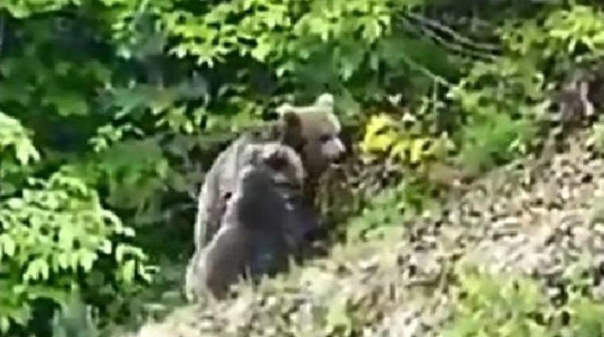 2 Boz Ayı, Karınlarını Doyurmak Için Indikleri Şavşat'ta Oyun Oynadı