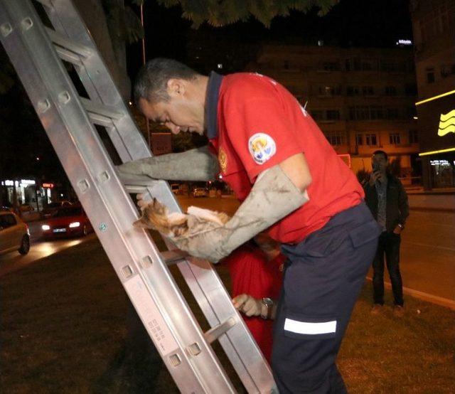 Yavru Kedinin İmdadına İtfaiye Erleri Yetişti