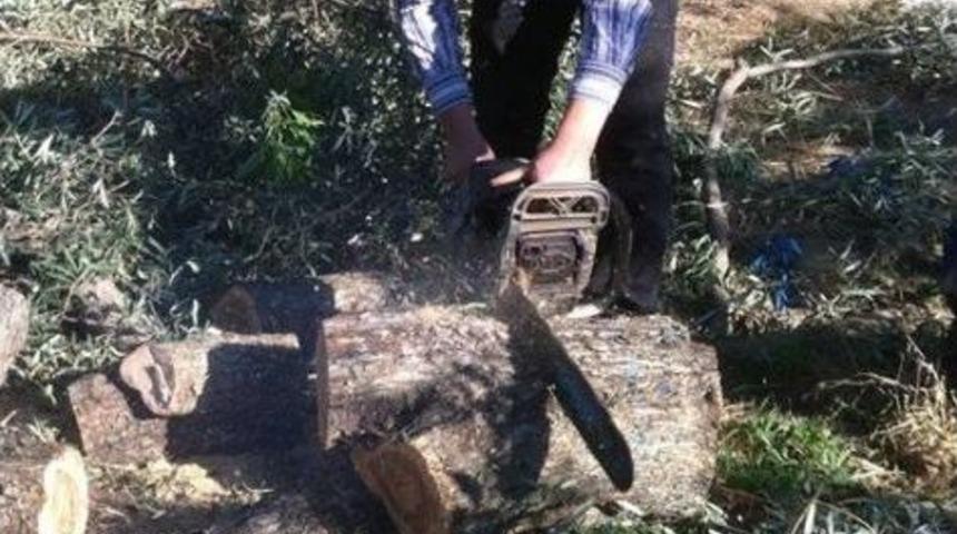 Zeytin Fiyatlarına Tepkisini Ağa&ccedil;larını Keserek G&ouml;sterdi