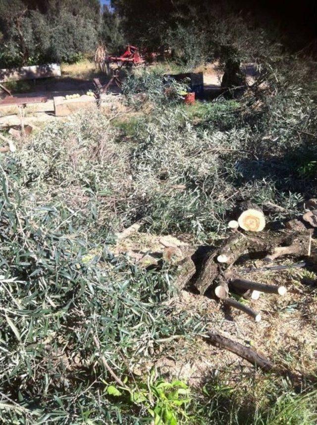 Zeytin Fiyatlarına Tepkisini Ağaçlarını Keserek Gösterdi