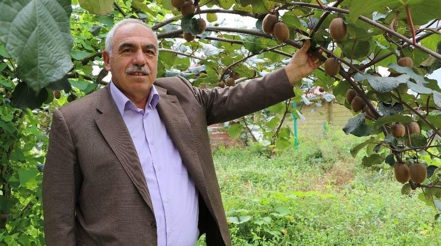 Rize Ve &Ccedil;evresi İ&ccedil;in Kivi Hasat Tarihi 15 Kasım Olarak Belirlendi