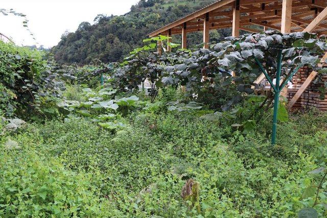 Rize Ve &Ccedil;evresi İ&ccedil;in Kivi Hasat Tarihi 15 Kasım Olarak Belirlendi 1