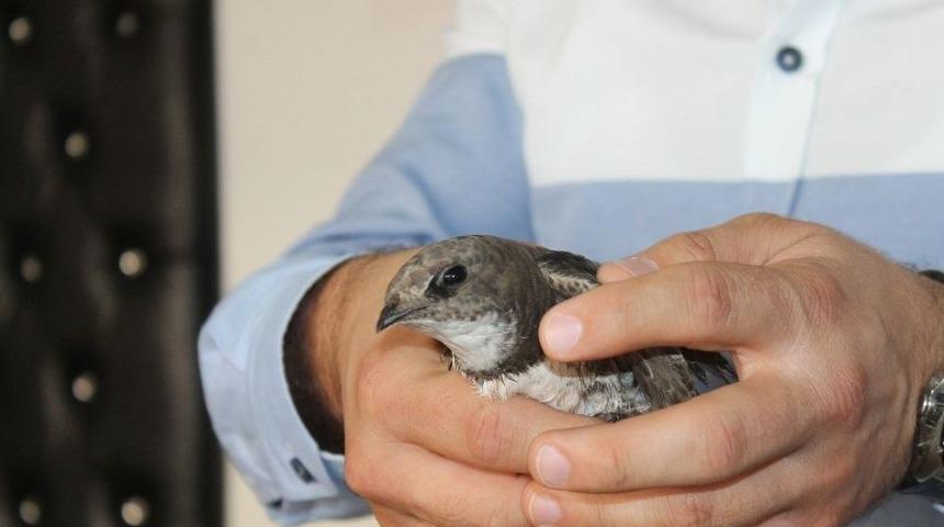 (&ouml;zel Haber ) G&uuml;ng&ouml;ren&rsquo;de Yaralı Ebabil Kuşu Bulundu