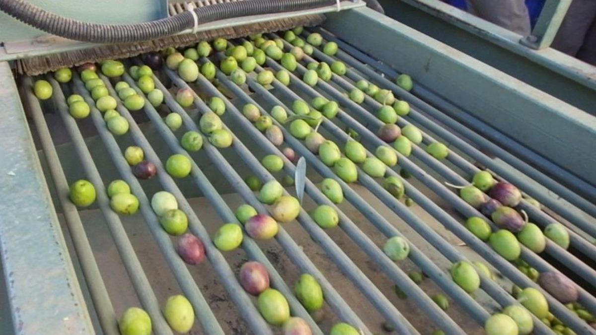 Zeytin &Uuml;reticisi Tane Zeytine Prim İstiyor