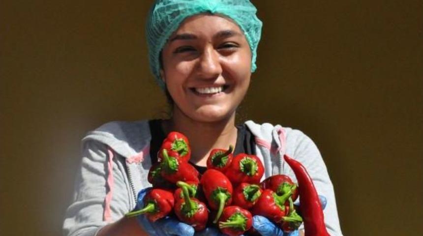 İneg&ouml;ll&uuml; Kadınların, Hollanda'ya Acı Biber Sal&ccedil;ası Mesaisi