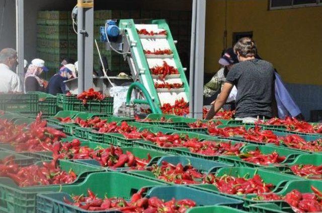 İnegöllü Kadınların, Hollanda'ya Acı Biber Salçası Mesaisi