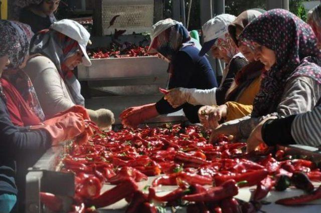 İnegöllü Kadınların, Hollanda'ya Acı Biber Salçası Mesaisi